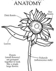 Anatomy Tile | Sunflower